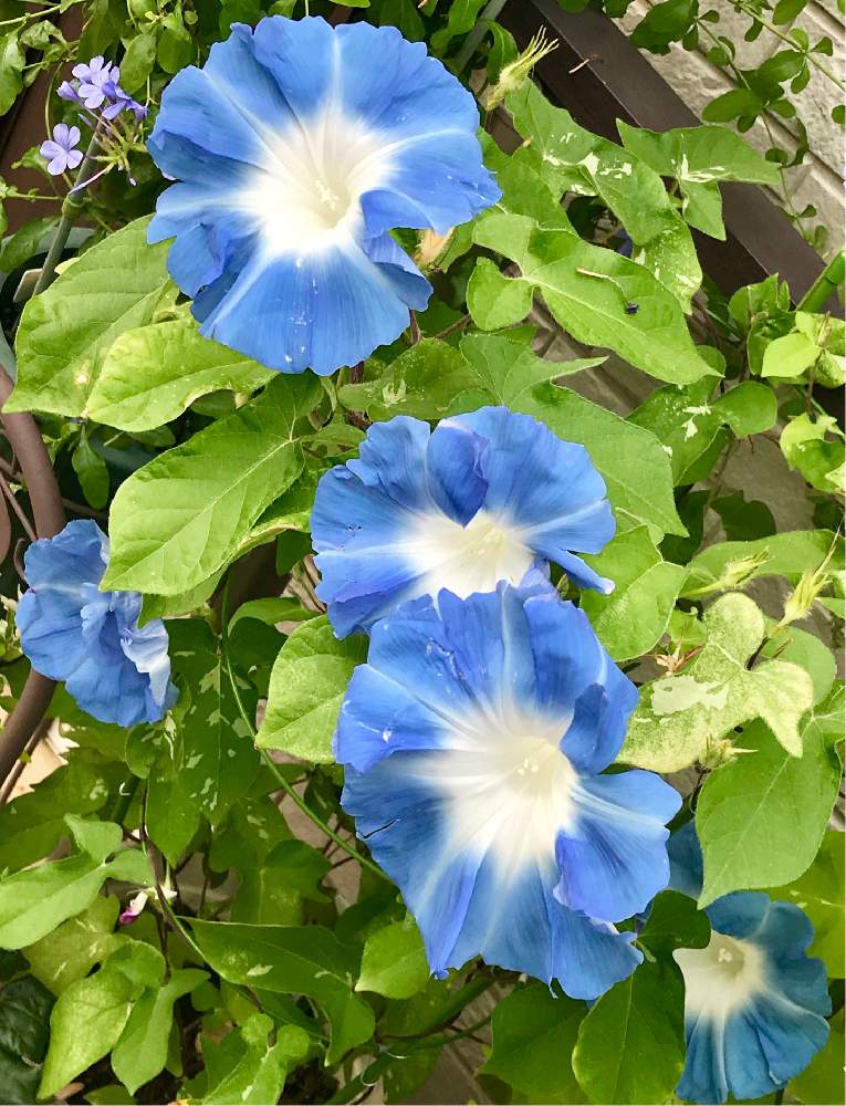 アサガオの投稿画像 By ひろちゃんさん 水月と咲いてくれてありがとう と青い花と夏の花と青い花マニアといやされると夏色と朝顔 と玄関と咲いてくれてありがとう と青い花と夏の花と青い花マニアといやされると夏色 19月8月21日 Greensnap グリーンスナップ