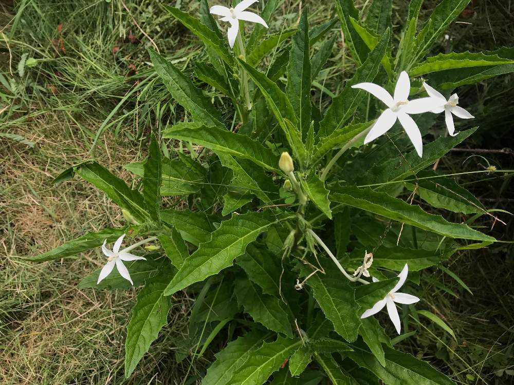 ホシアザミの投稿画像 By Teruさん 今が旬植物と危険植物とgs映えときのうの一枚と植中毒と今日の一枚と今日のお花と人ん家の素敵な植物とナチュラルスタイルと珍奇植物と咲いた 19月8月21日 Greensnap グリーンスナップ