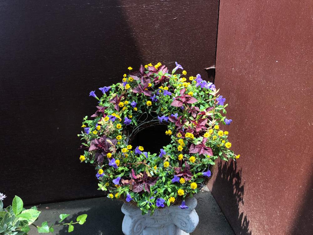 寄せ植えの投稿画像 By ゆいの杜ガーデンセンターさん 花のある暮らしとリングバスケット 19月8月21日 Greensnap グリーンスナップ