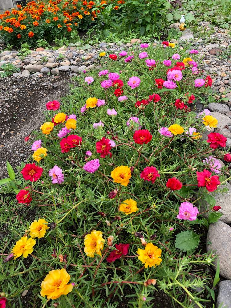 マツバボタンの投稿画像 By さん 広い庭と花のある暮らしと花のある暮らし 19月8月21日 Greensnap グリーンスナップ Greensnap グリーンスナップ