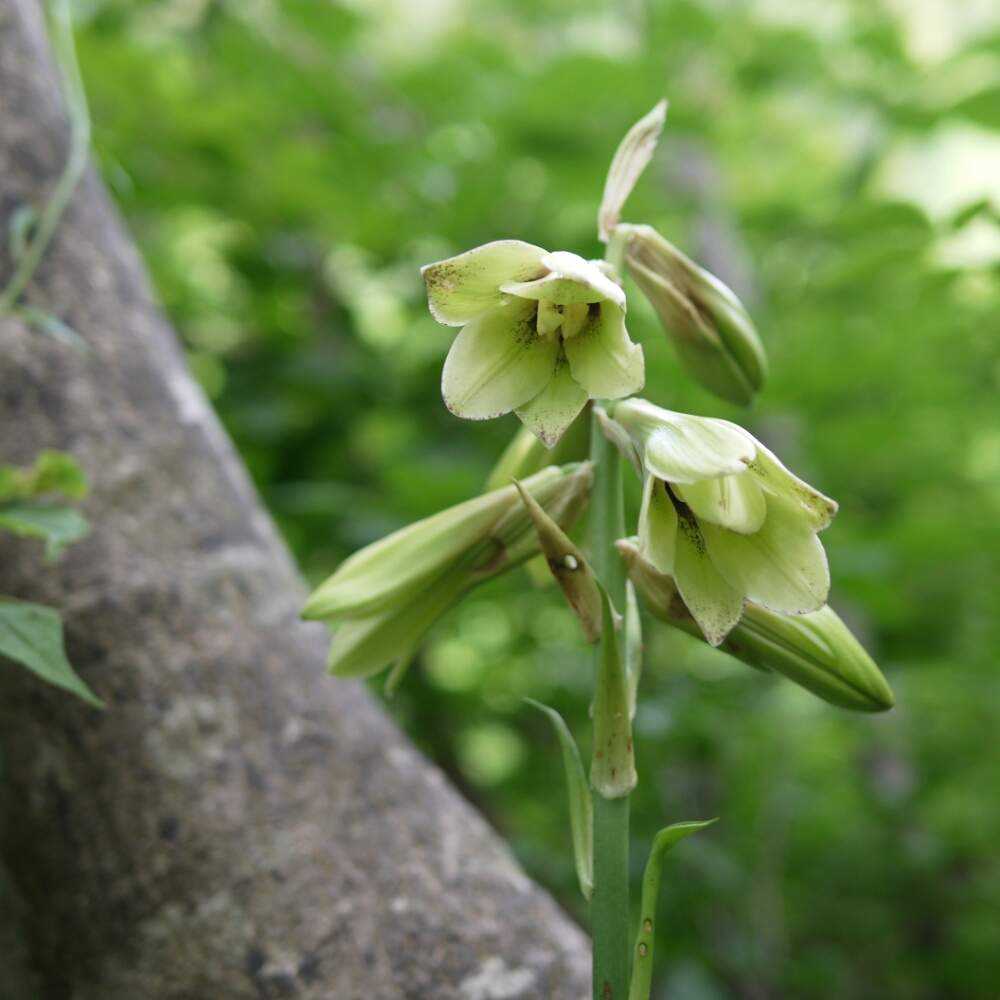 17年 7月22日 白山登山道で出会った花花 Greensnap グリーンスナップ