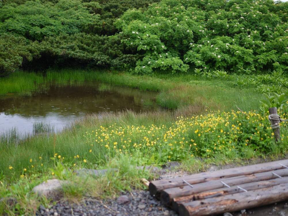 17年 7月22日 白山登山道で出会った花花 Greensnap グリーンスナップ
