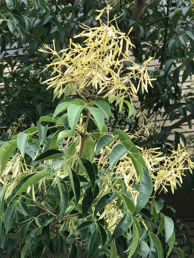 シマトネリコの投稿画像 By サボテンyさん 近所 19月8月21日 Greensnap グリーンスナップ