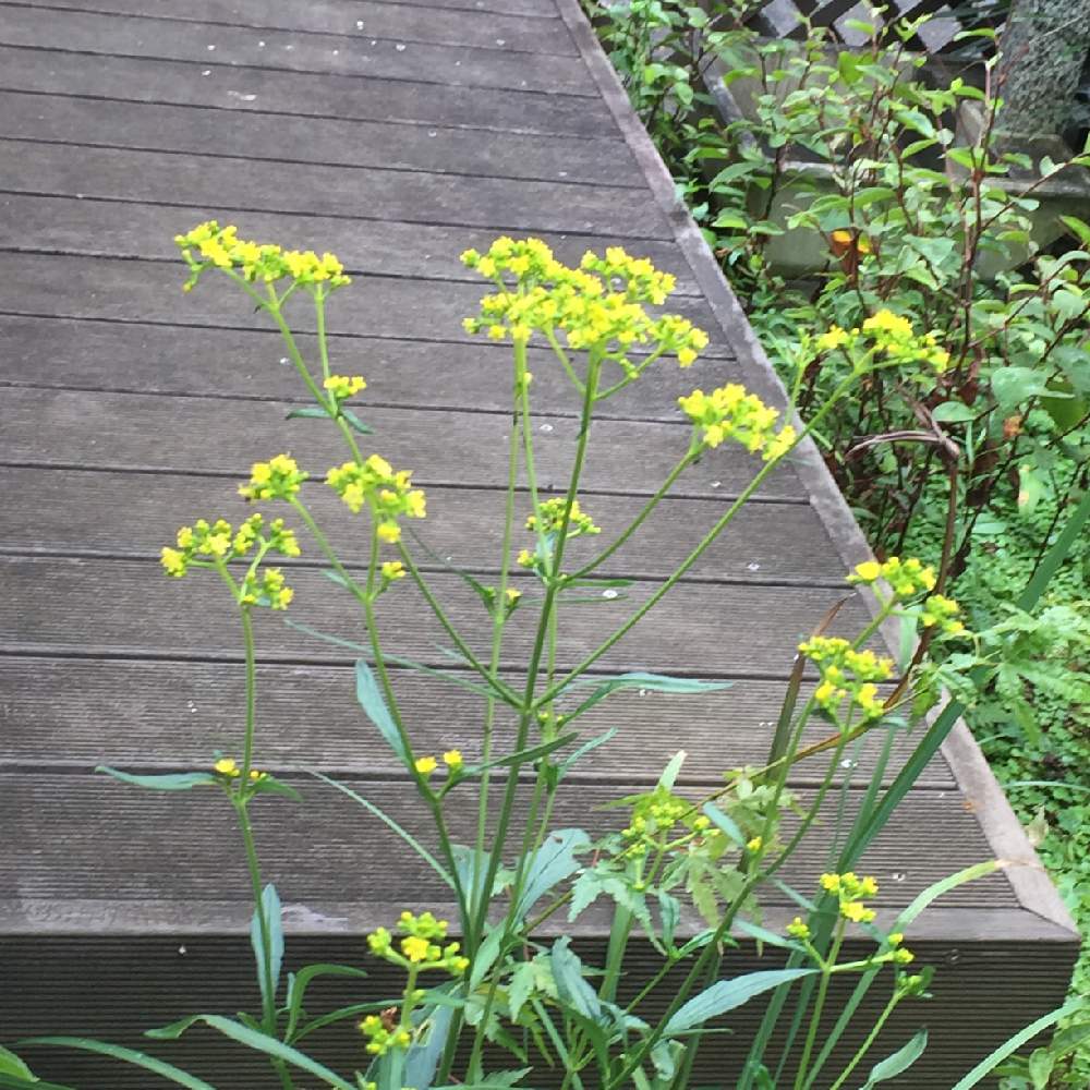 オミナエシの投稿画像 By 令月さん 女郎花と和風と山野草と山野草大好き協会と多年草とガーデニングと花のある暮らし 19月8月21日 Greensnap グリーンスナップ