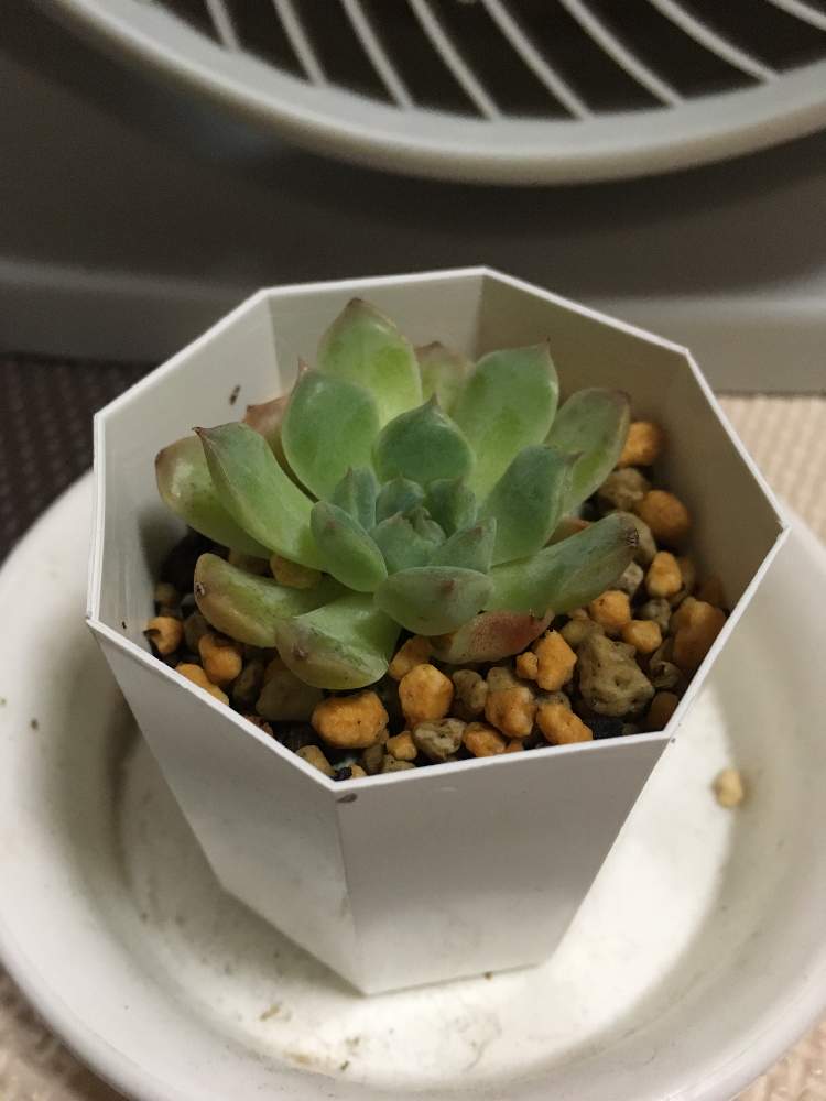 ハダニ退治の投稿画像 By Misaさん 多肉ラボ C とたにおたくらぶ 19月8月21日 Greensnap グリーンスナップ