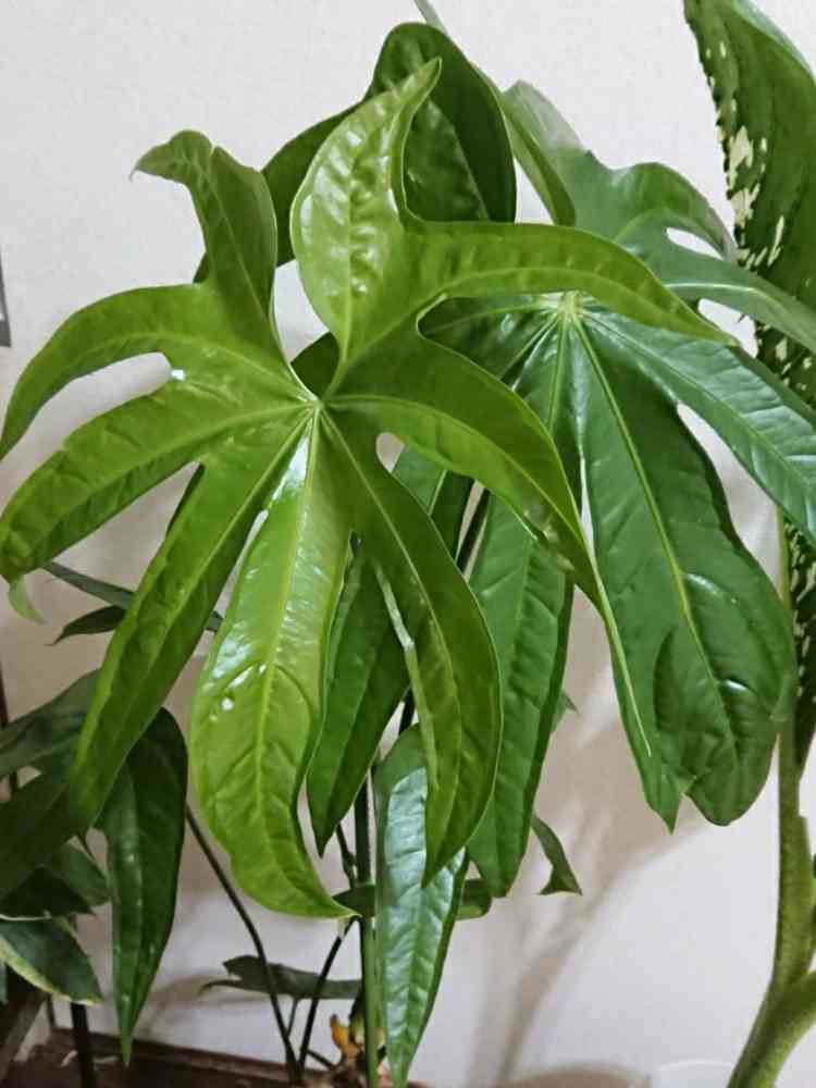アンスリウムペダトラディアツムの一覧｜🍀GreenSnap（グリーン