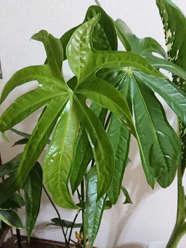 Anthurium pedatoradiatumアンスリウム ペダトラディアツム