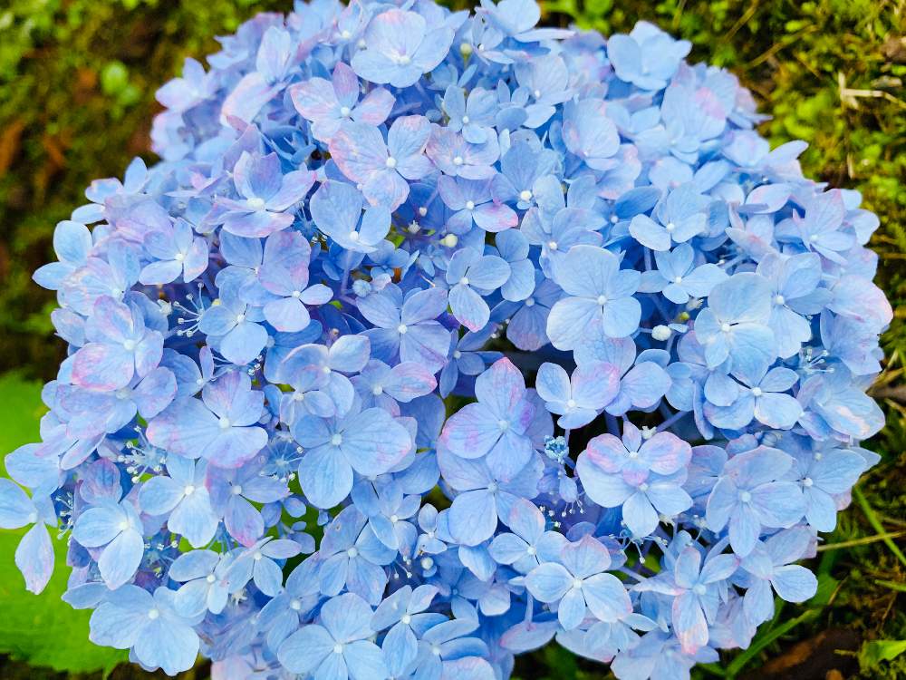 紫陽花の投稿画像 By かぶれちゃんさん 花のある暮らしとおでかけ先と季節を感じる 19月8月21日 Greensnap グリーンスナップ