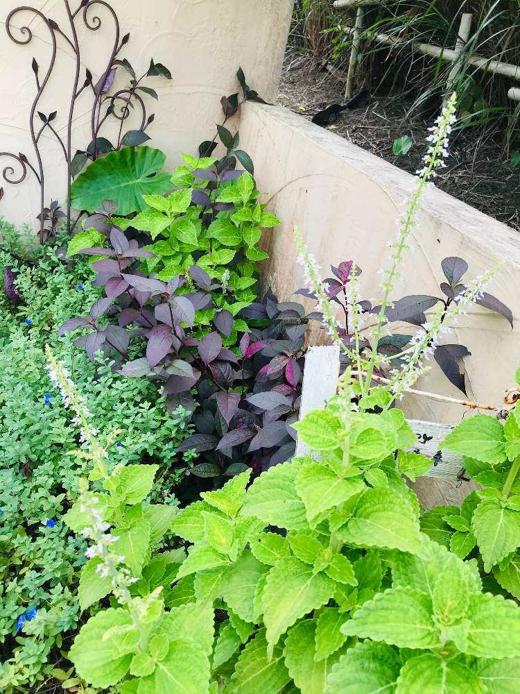 アルテナンテラの投稿画像 By Bu Bu Chanさん アメリカンブルーとコリウスと門前にてと暑さに負けずと暑い と南国リゾート風と自宅にてと花壇とokinawaと沖縄と我が家とのびのびとプロヴァンスと南欧風と放置プレーとおきなわと緑青々とむらさき と盛り盛り 19