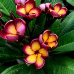 Plumeria Jamaica Fireの一覧｜?GreenSnap（グリーンスナップ）