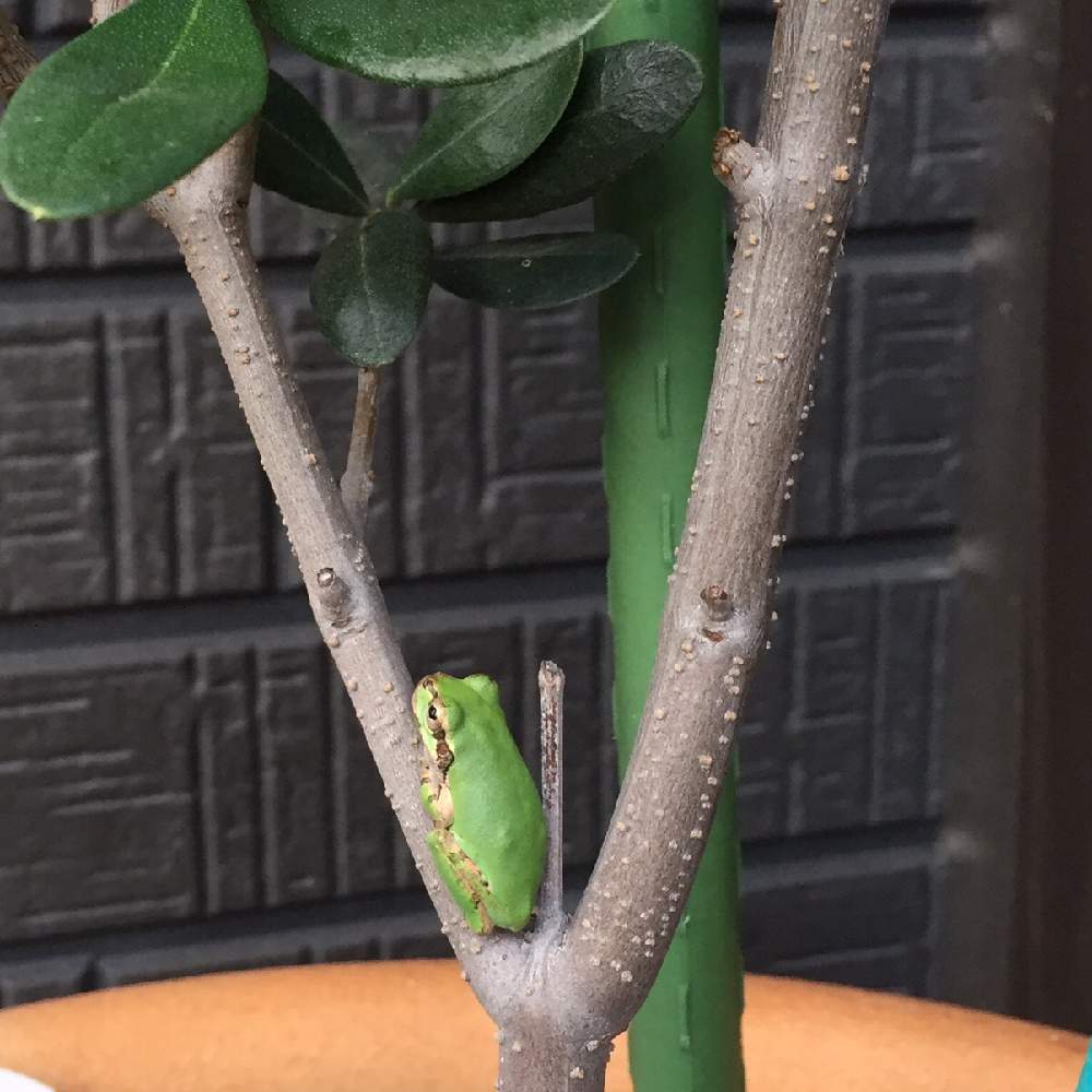 オリーブの投稿画像 By あ恋もさん ｖ字バランスとvサインとv字回復とオリーブの木に眠る 19月8月21日 Greensnap グリーンスナップ