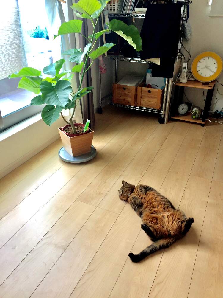 フィカス ウンベラータの投稿画像 By Smileさん うちのネコとわが家の観葉植物 とウンベラータ と猫すきと猫と植物とネコと一緒に と ウンベラータ と猫と暮らすとウンベーと猫 19月8月22日 Greensnap グリーンスナップ