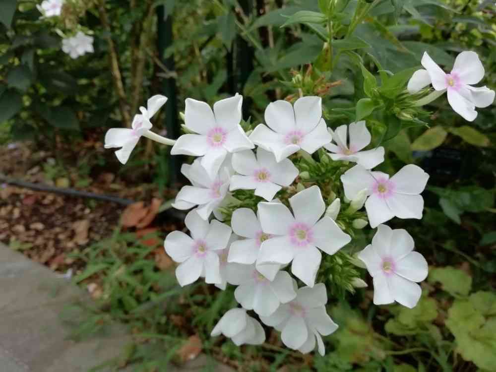 komorebi sumire さんの港の見える丘公園への投稿