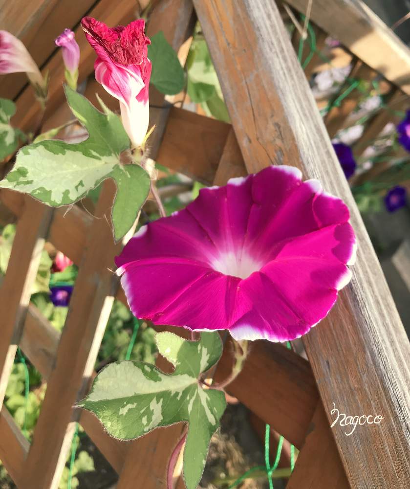 日本朝顔の投稿画像 By なごこさん 花のある暮らしと種活 19月8月22日 Greensnap グリーンスナップ