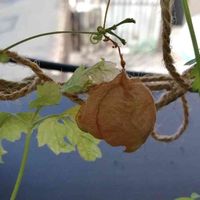 フウセンカズラ,ムクロジ科,バルコニー/ベランダの画像