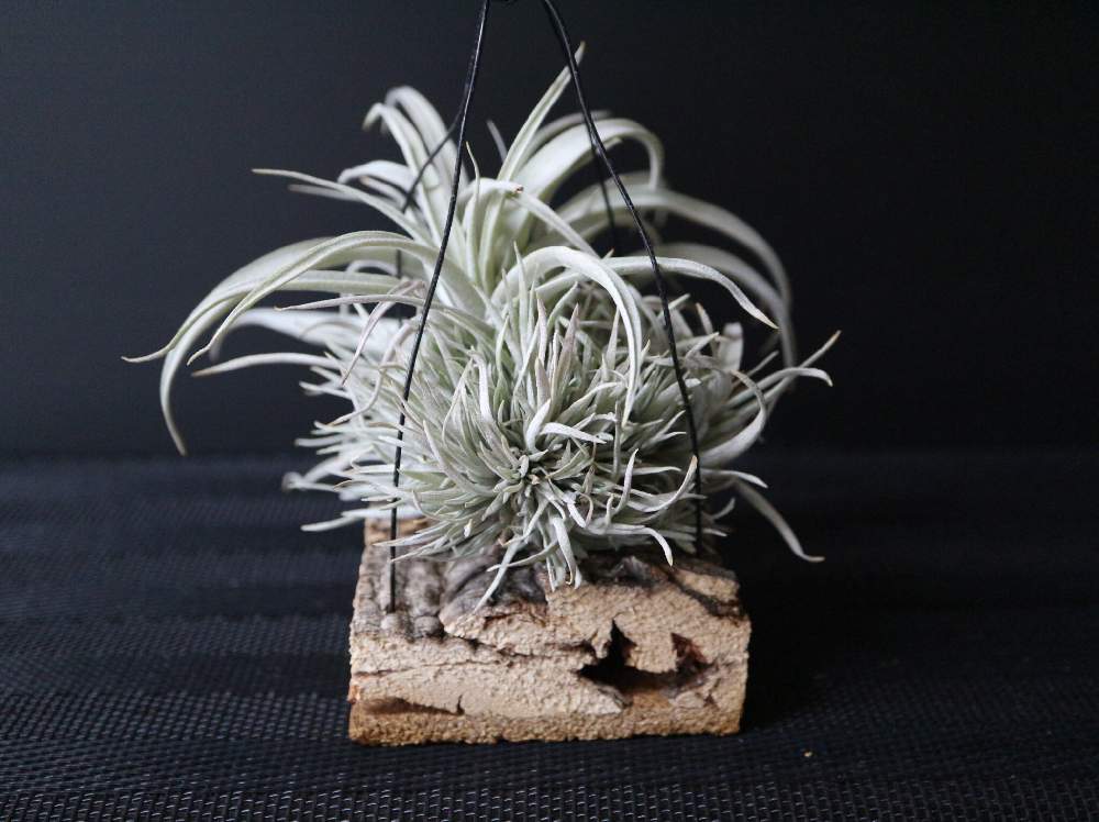 Tillandsia Capitata Mauve の投稿画像 By Nalさん 着生植物とeos M10とチランジア カピタータモーブとtillandsia と根活とエアプランツと今日のチラ見 19月8月22日 Greensnap グリーンスナップ