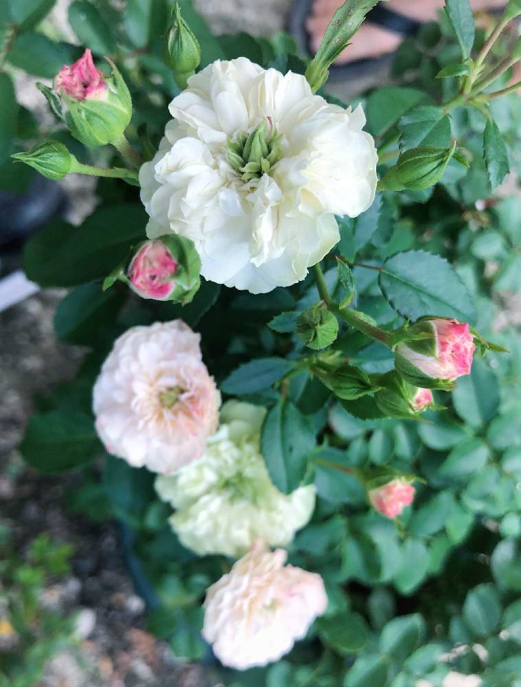 ミニバラ グリーンアイスの投稿画像 By Fuku さん ばら バラ 薔薇とミニバラ鉢植えと鉢植えとガーデニングとミニバラ グリーンアイス と花のある暮らしとかわいいな とバラ ミニバラ 19月8月22日 Greensnap グリーンスナップ