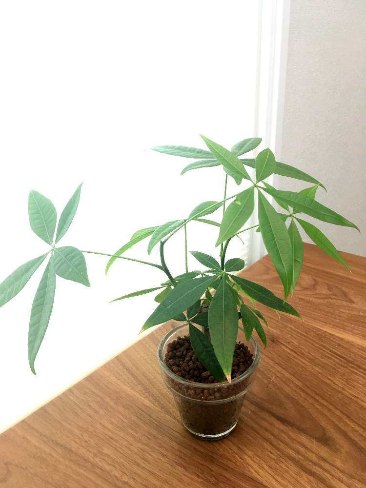 パキラの投稿画像 By にっきーさん 観葉植物とハイドロカルチャーと初心者 19月8月22日 Greensnap グリーンスナップ