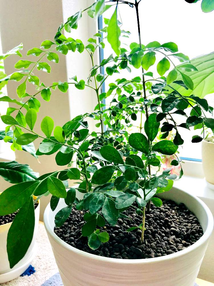 シマトネリコの投稿画像 By Siroさん シルクジャスミンと観葉植物と植物だいすきと見守りたいと寄植えと日光浴中 19月8月22日 Greensnap グリーンスナップ