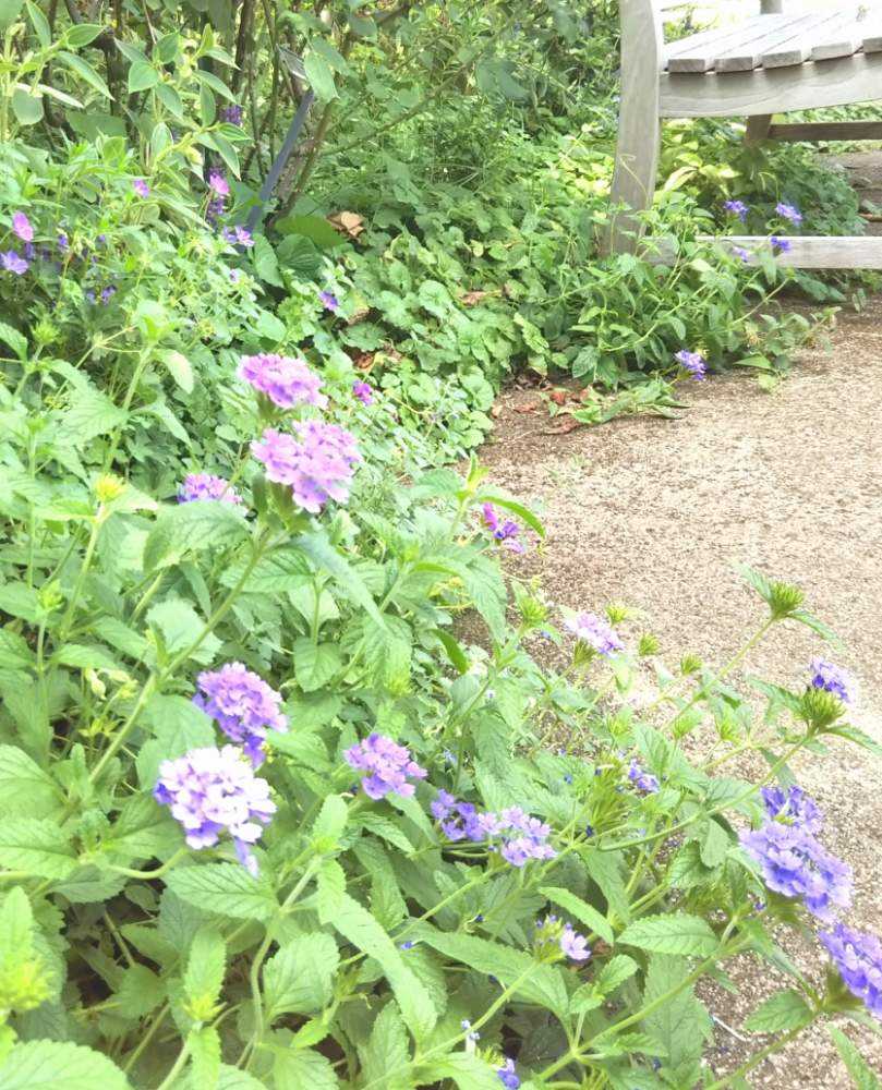 真夏の横浜イングリッシュガーデン Greensnap グリーンスナップ