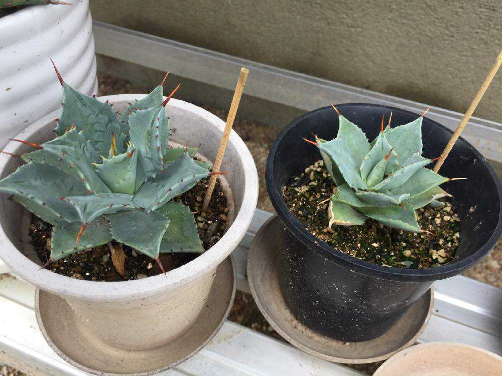 売切り 27点 鉢まとめ売り 多肉植物 観葉植物 鉢植 売切り 27点 鉢まとめ売り 多肉植物 観葉植物 鉢植