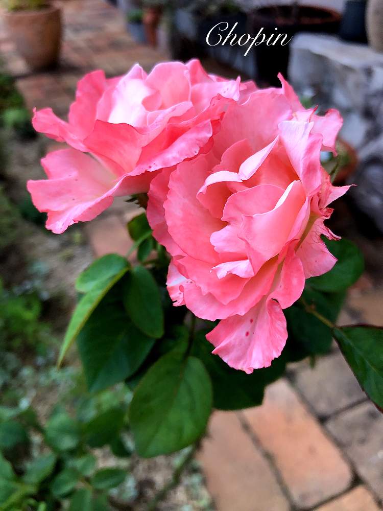 ピンクシャトーの投稿画像 By Chopin ショパン さん 夏の思い出とエッチなお花とばら バラ 薔薇と薔薇に魅せられてとアンティークレンガとマイガーデンとピンク ピンクとナチュラルガーデンと美しいとナチュラルスタイルとめんこい と可愛いピンク色 とばら 薔薇