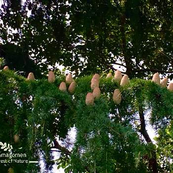 ヒマラヤ杉の実の画像 by tamagomen. nara.1964さん | お出かけ先と植物観察日記とリース素材とヒマラヤスギとヒマラヤ杉の実と今日も猛暑日とドライフラワーの素材と夏の風景とヒマラヤ杉シダーローズと天然素材とiPhone 6s plusと自然観察と自然の模様とヒマラヤスギの松ぼっくり°と松ぼっくり観察日記とヒマラヤスギ球果と奈良県と自然美とシダーローズ ヒマラヤスギの実