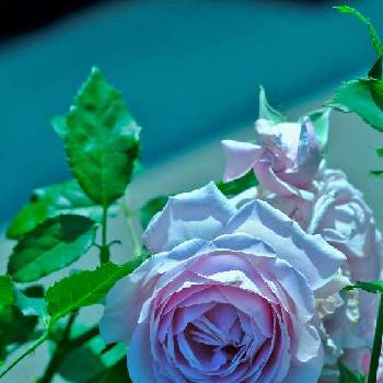 〜今日の綺麗なバラ〜の画像 by ピッチさん | お出かけ先とバラ シャルム Charmeとバラ図鑑とFUJIFILM X-T2とフジノンレンズ XF60mm F2.4 R Macroと〜今日の綺麗なバラ〜とバラ・ミニバラとばら バラ 薔薇とばら 薔薇 バラと❤️300「いいね！」と❤️    300いいねと❤️  300いいねとバラ　シャルム