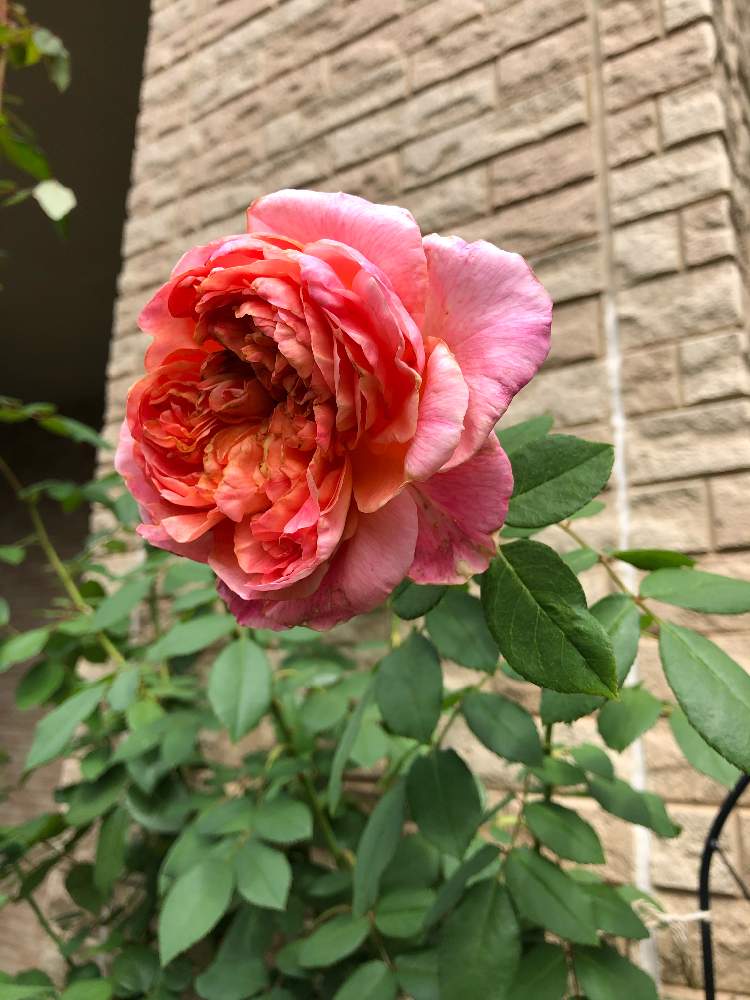 パピ デルバールの投稿画像 By Rosa Sさん ばら バラ 薔薇とピンクの花とつるバラとデルバールと北海道でも越冬しますと花のある暮らしと北海道 19月8月22日 Greensnap グリーンスナップ