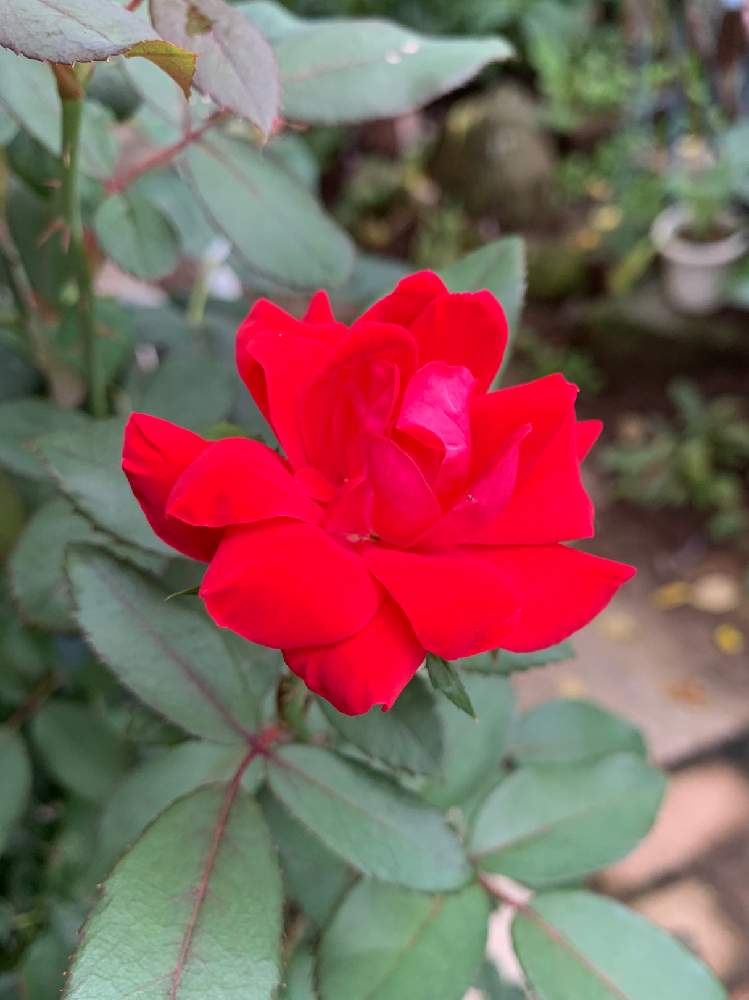 ダブルノックアウトの投稿画像 By きくさん バラのある暮らしと赤い花とガーデニングと花のある暮らしと薔薇 19月8月23日 Greensnap グリーンスナップ