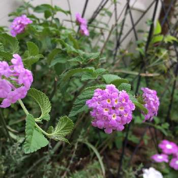 たくさん咲くといいなの投稿画像一覧 Greensnap グリーンスナップ