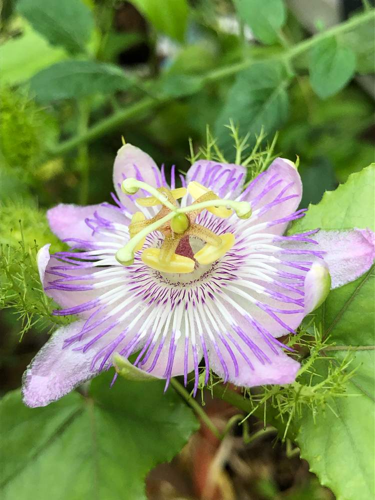 最大62 オフ 時計草 パッシフローラ フォエティダ ヒルスティッシマ