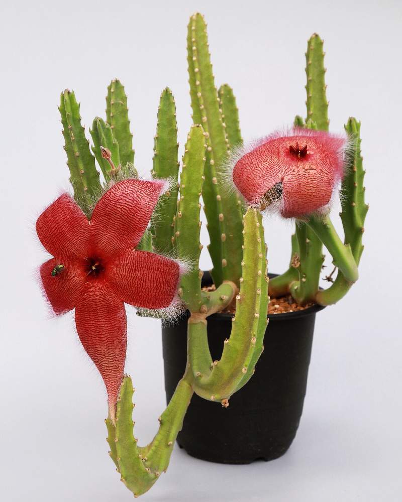 スタペリア 犀角の投稿画像 By えんてんさん スタペリア ヒルスタとバルコニー ベランダと多肉植物とガガイモ科と花が咲いたとスタペリア属と植中毒とスタぺリアヒルスタと珍奇植物と花のある暮らしと多肉植物とガガイモ科と花が咲いたとスタペリア属と植中毒とスタぺ