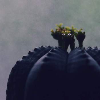 ユーフォルビアオベサ。の画像 by チ(©︎h1)ノ(N0) Moriartyさん | Euphorbiaとユーフォルビア ・オベサと深呼吸したくなる部屋フォトコンとeuphorbia  obesaとユーフォルビアオベサ。とユーフォルビア