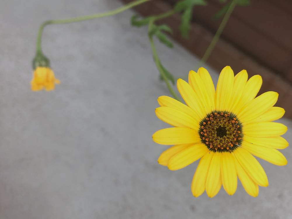 黄色い花の投稿画像 By K Kさん カラフルとバルコニーガーデニングと吊るすと可愛い 19月8月23日 Greensnap グリーンスナップ