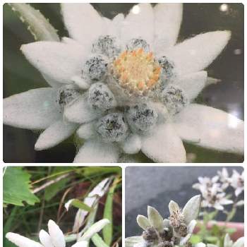 礼文薄雪草の投稿画像一覧 Greensnap グリーンスナップ 礼文薄雪草の投稿画像一覧 Greensnap グリーンスナップ