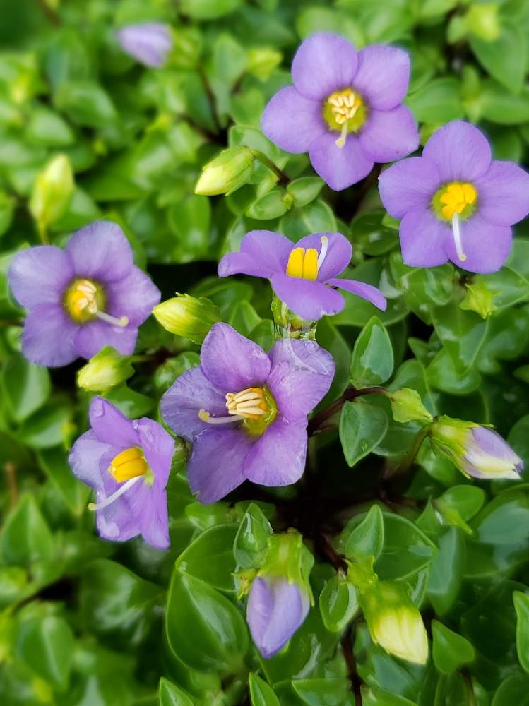 小さな庭の投稿画像 By Valoさん インテリア小物と紫の小花とインテリア小物と紫の小花 19月8月23日 Greensnap グリーンスナップ Greensnap グリーンスナップ