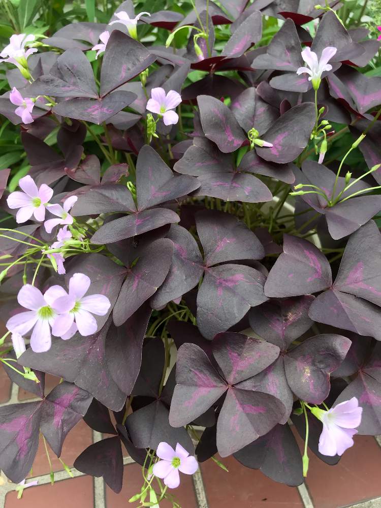 オキザリス トリアングラリスの投稿画像 By ひめだかさん カラーリーフとカタバミ科と日光好きと耐暑性と多年草と鉢植えと花のある暮らしと球根植物と耐寒性と散歩中 19月8月23日 Greensnap グリーンスナップ