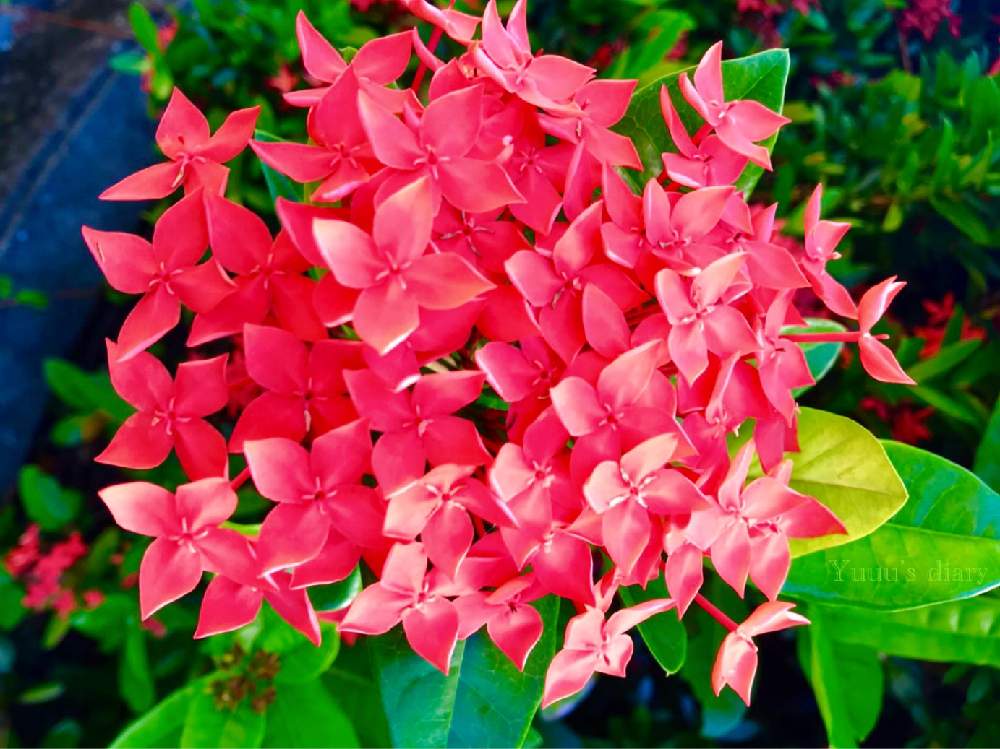 南国の花の投稿画像 By Yuuuさん 南国とokinawaと沖縄と沖縄lifeと夏だとサンタンカとお出かけ先と南国の花と南国とokinawaと沖縄と沖縄lifeと夏だ 19月8月23日 Greensnap グリーンスナップ Greensnap グリーンスナップ