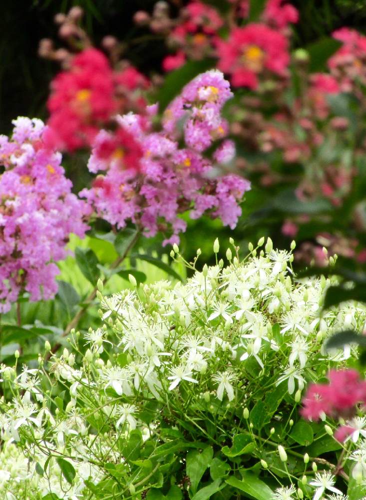 センニンソウの投稿画像 By 花と虫と風と空とさん サルスベリ2色 19月8月23日 Greensnap グリーンスナップ