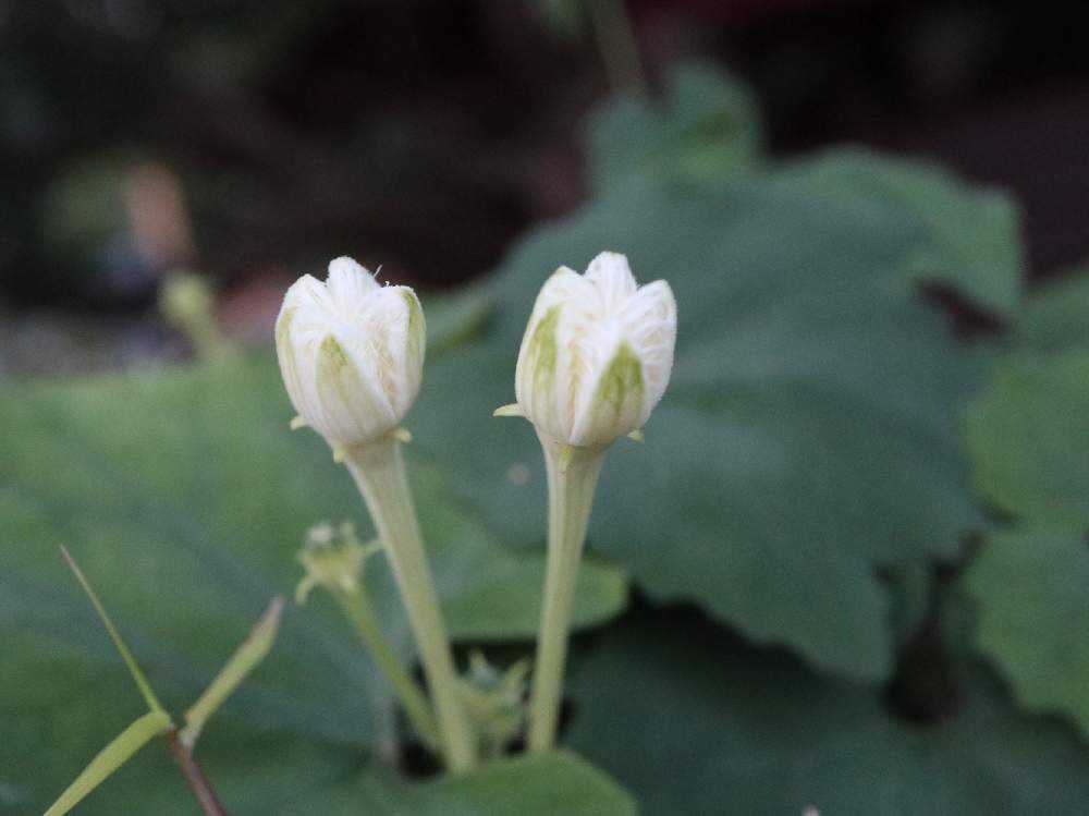 妖艶な花 Greensnap グリーンスナップ