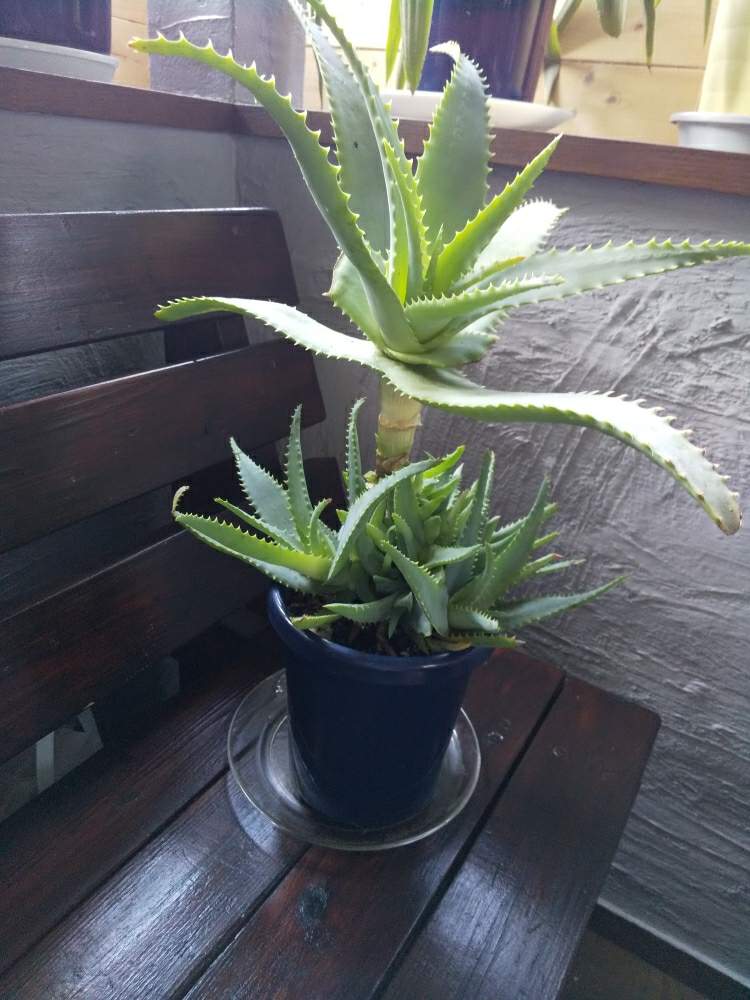 アロエの投稿画像 By Maさん キダチアロエ 19月8月24日 Greensnap グリーンスナップ