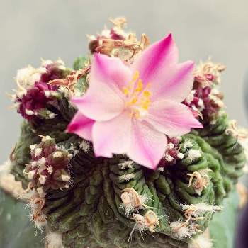 アズテキウムの画像 by モナさん | バルコニー/ベランダと花のある暮らしとアズテキウム属とアズテキウムと花篭