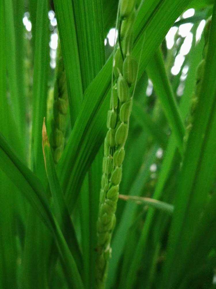 プランターで稲作 挑戦 Greensnap グリーンスナップ