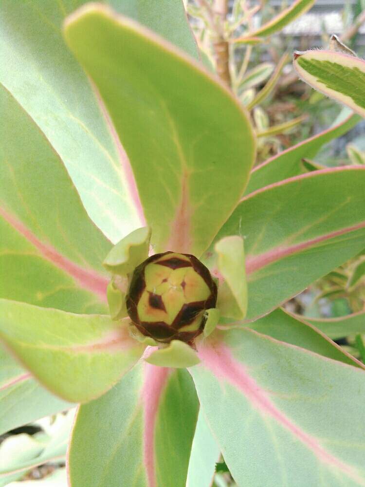 花芽の投稿画像 By く わ こさん プロテアと2年目とプロテア属とヤマモガシ科と南半球と葉っぱも美しいとエントランスとpgr01と花芽と プロテア と2年目とプロテア属とヤマモガシ科と南半球と葉っぱも美しいとpgr01 19月8月24日 Greensnap グリーンスナップ
