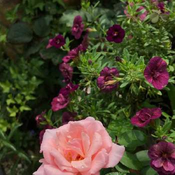 ティフォシーアンティークシリーズの画像 by mamyさん | 小さな庭とダフネとティフォシーアンティークシリーズと花のある暮らしとノスタルジックとナチュラルが好きとばら バラ 薔薇