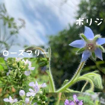 ラベンダー センティヴィアブルーの投稿画像一覧 Greensnap グリーンスナップ