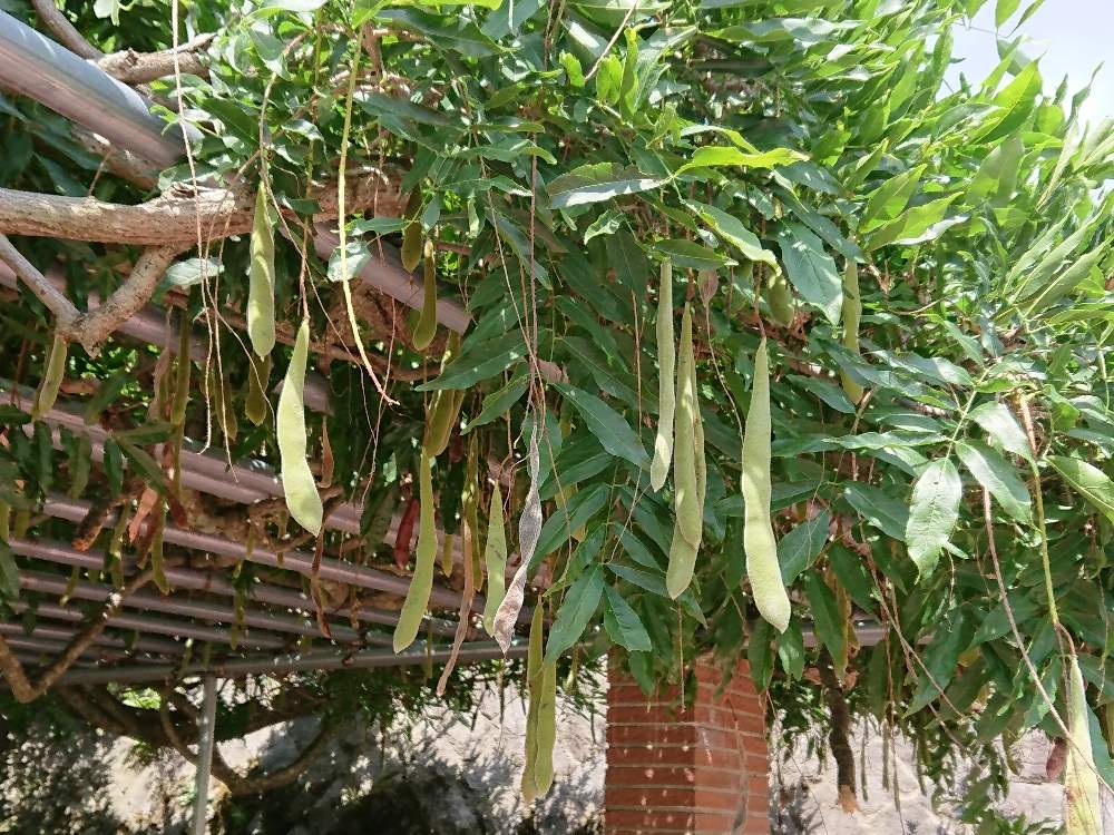 フジの投稿画像 By パックンフラワーさん 19月8月24日 Greensnap グリーンスナップ