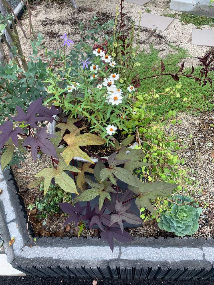 イソトマの投稿画像 By Hiさん ジニアとヒポエステスとテラスメープルと寄せ植えと花のある暮らし 19月8月24日 Greensnap グリーンスナップ