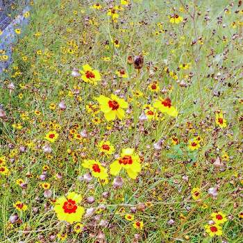 キク科の野草の画像 by みっどさんさん | お出かけ先とハルシャギクと野生とキク科の野草